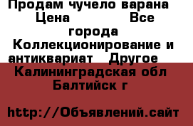 Продам чучело варана. › Цена ­ 15 000 - Все города Коллекционирование и антиквариат » Другое   . Калининградская обл.,Балтийск г.